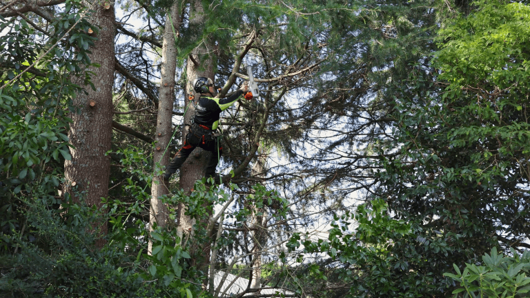 tree pruning